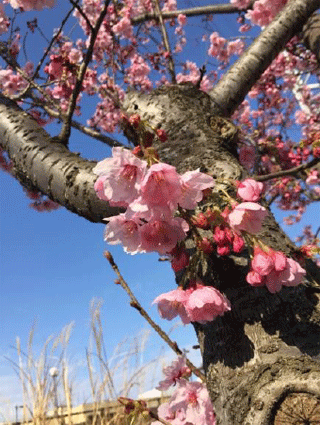 春といえば桜ですね