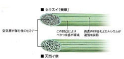 「美草」について