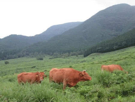 阿蘇の雄大な風景②