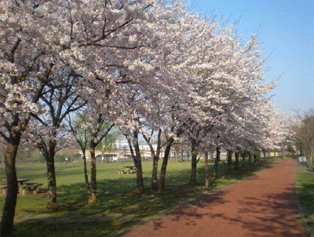 手賀沼の桜