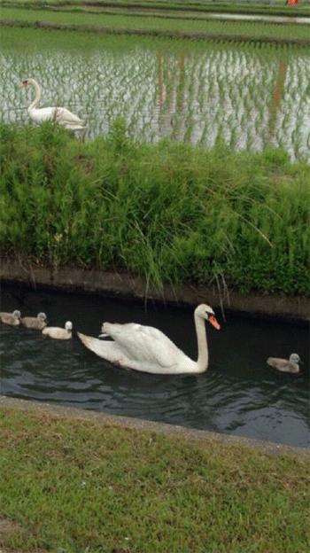 赤ちゃんの頃の白鳥②