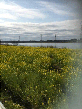 たくさんの菜の花が一面に咲いていてとても綺麗です