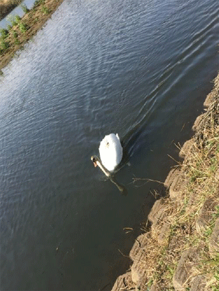 白鳥さんも気持ちよさそうでした～☼