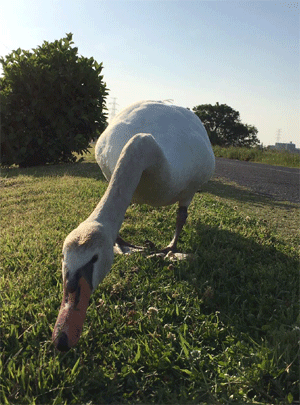 練習コースの白鳥