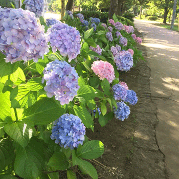 選手の小部屋「梅雨明け」紫陽花