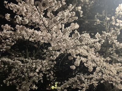 夜桜