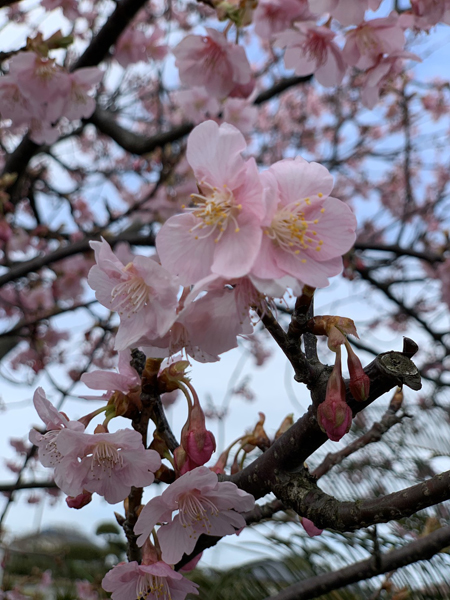 桜