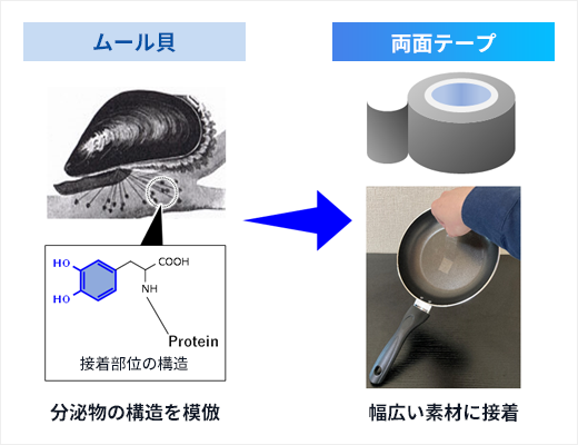 自然界の接着機構を模倣した特殊粘着剤