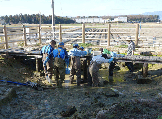 水質改善のための池干し作業