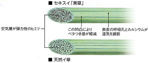 「美草」と天然ｲ草の比較図