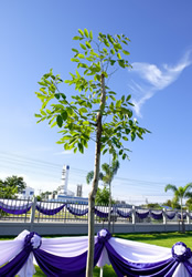 タイ国樹「ラチャプルック（英語名Golden Shower）」を記念植樹