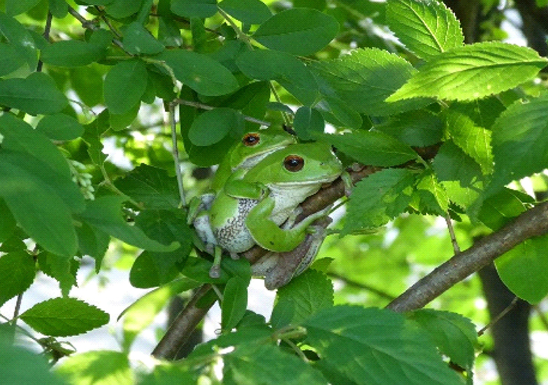 初夏に産卵を迎えるモリアオガエル