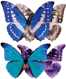  上：キプリスモルフォ [学名]Morpho cypris<br>下：レテノールモルフォ [学名]Morpho rhetenor 