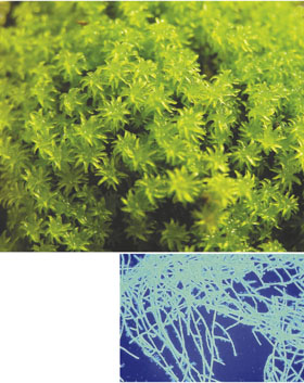 エゾスナゴケ(Racomitrium japonicum)