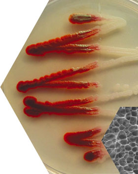 セラチア菌(Serratia marcescens)とゲルシート