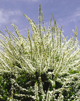 ユキヤナギ（Spiraea thunbergii）