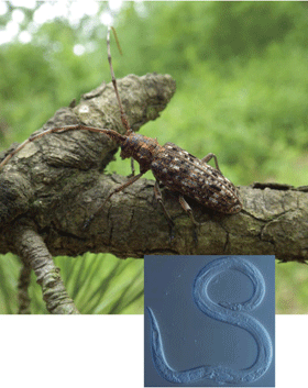 マツの枝上のマツノマダラカミキリと線虫