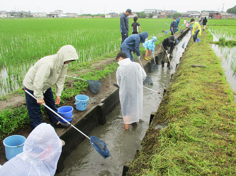 ゆりかご水田（田植え・生き物観察・稲刈り）